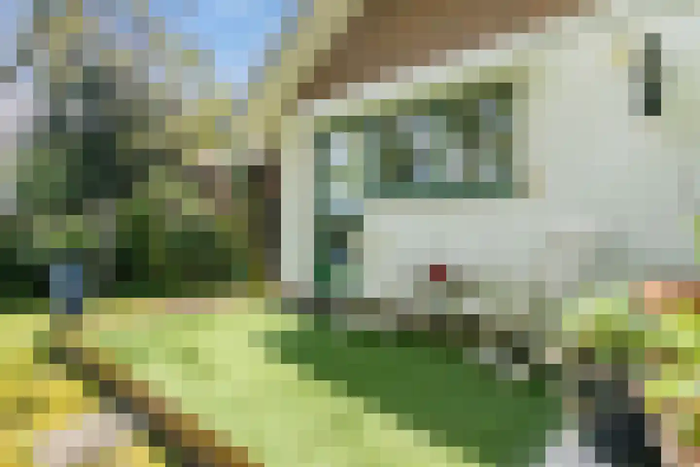 Parklaan 89 Putte thumbnail 34