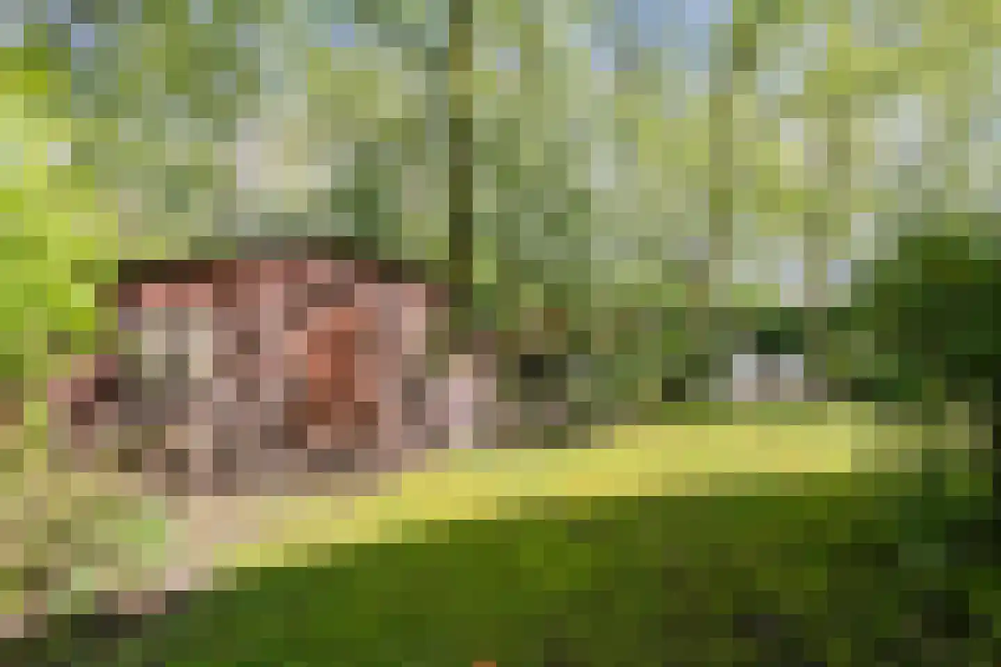 Parklaan 89 Putte thumbnail 39