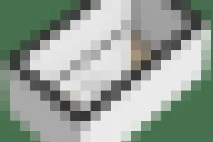 Parklaan 9 Reuver thumbnail 32