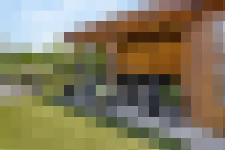 Parkmos 7 Nieuwerkerk aan den IJssel thumbnail 28