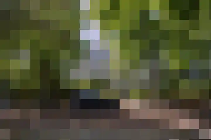 Parkweg 6 A Den Haag thumbnail 31