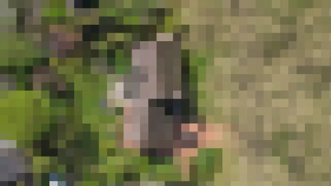 Parkweg 7 Goes thumbnail 67