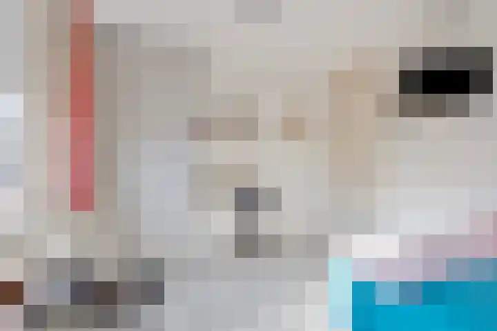 Parnaskruid 4 Amersfoort thumbnail 27