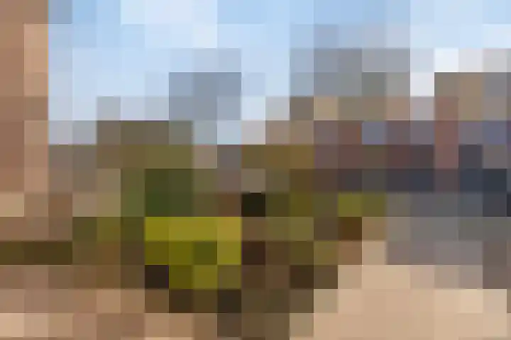 Parnaskruid 4 Amersfoort thumbnail 48