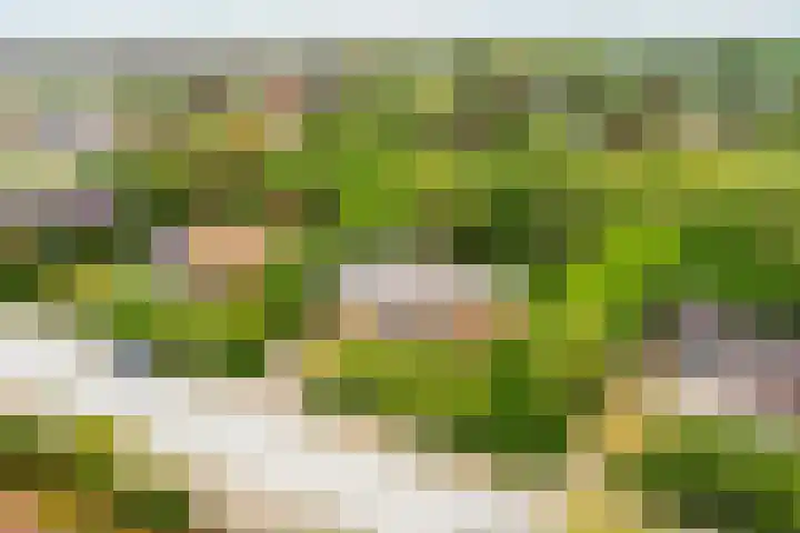 Parnassia 5 Julianadorp thumbnail 27