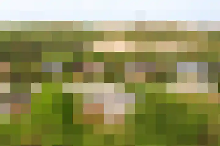Parnassia 5 Julianadorp thumbnail 28