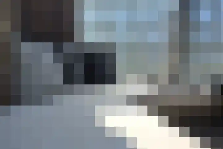 Parnassia 5 Julianadorp thumbnail 5