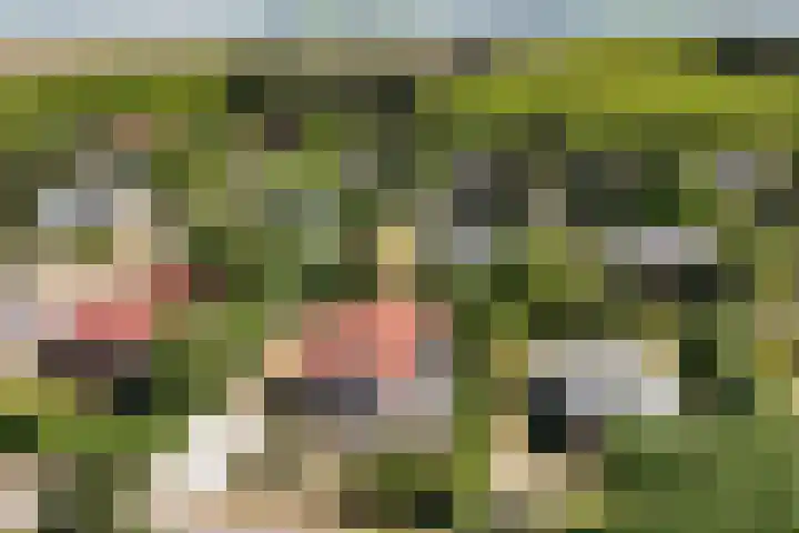 Parnassiadal 364 Ballum thumbnail 50