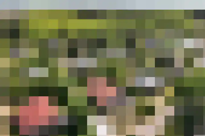 Parnassiadal 364 Ballum thumbnail 51