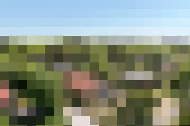 Parnassiadal 364 Ballum thumbnail 52