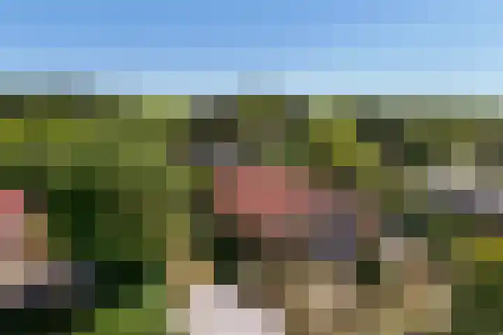 Parnassiadal 364 Ballum thumbnail 53