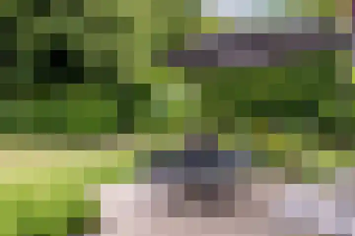 Parnassialaan 24 Oostvoorne thumbnail 43