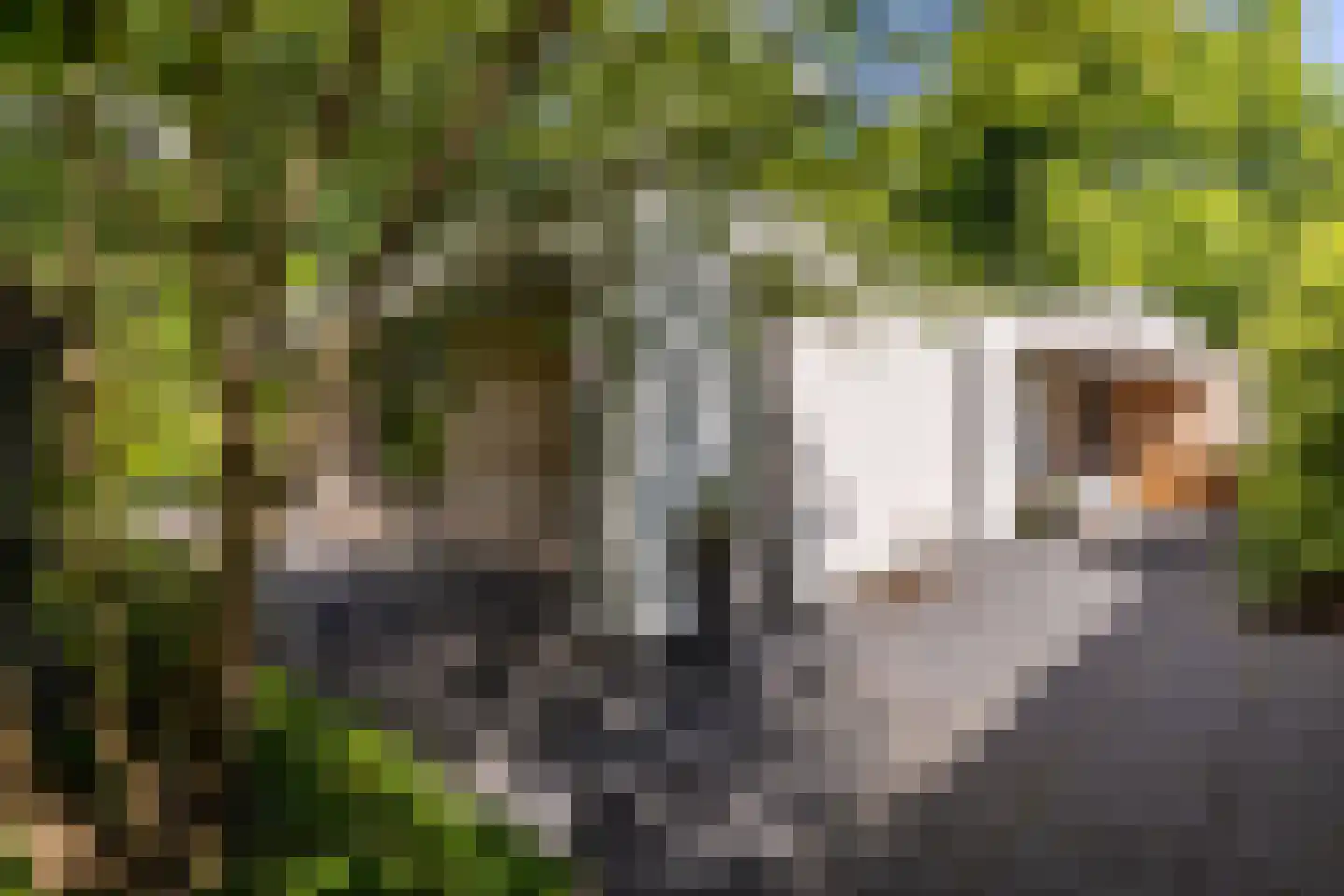 Parnassialaan 42 Oostvoorne thumbnail 6