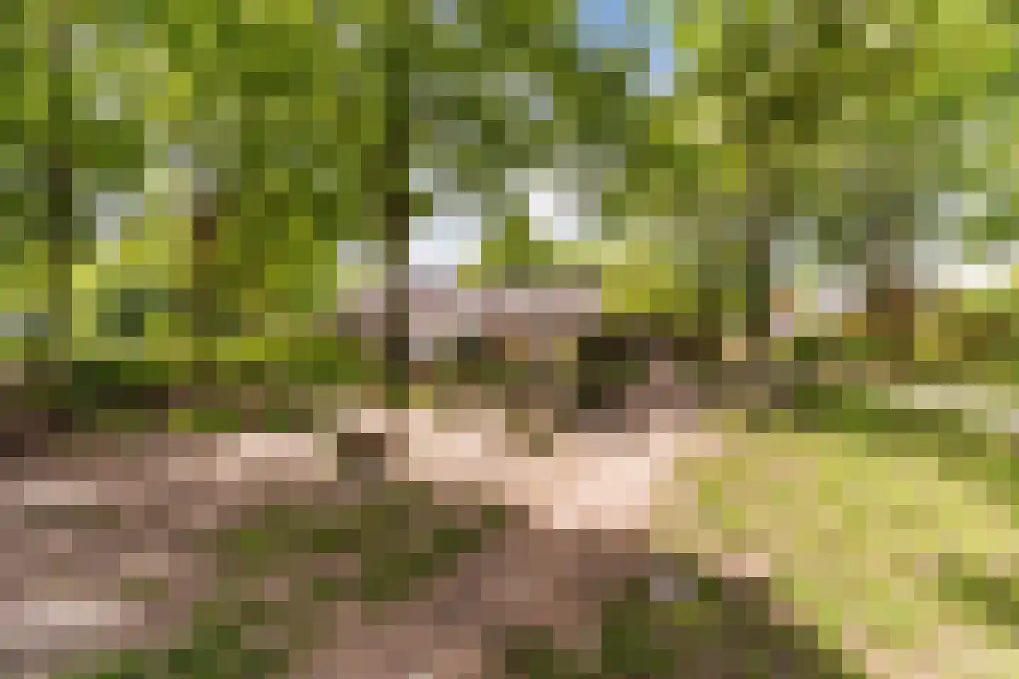 Pasakker 60 Someren thumbnail 35