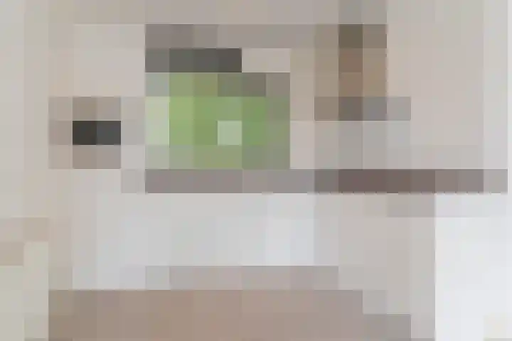 Pascalerf 96 Tilburg foto 3