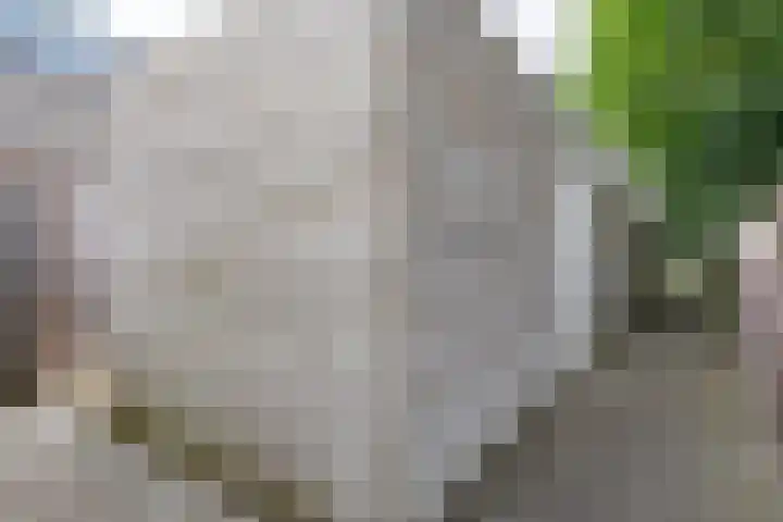 Pascher Harstraat 31 Ysselsteyn thumbnail 28