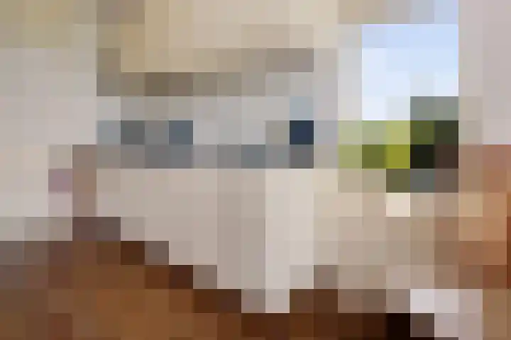 Pasop 10 Midwolde thumbnail 13