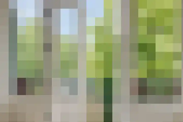 Passavantlaan 36 Arnhem thumbnail 13