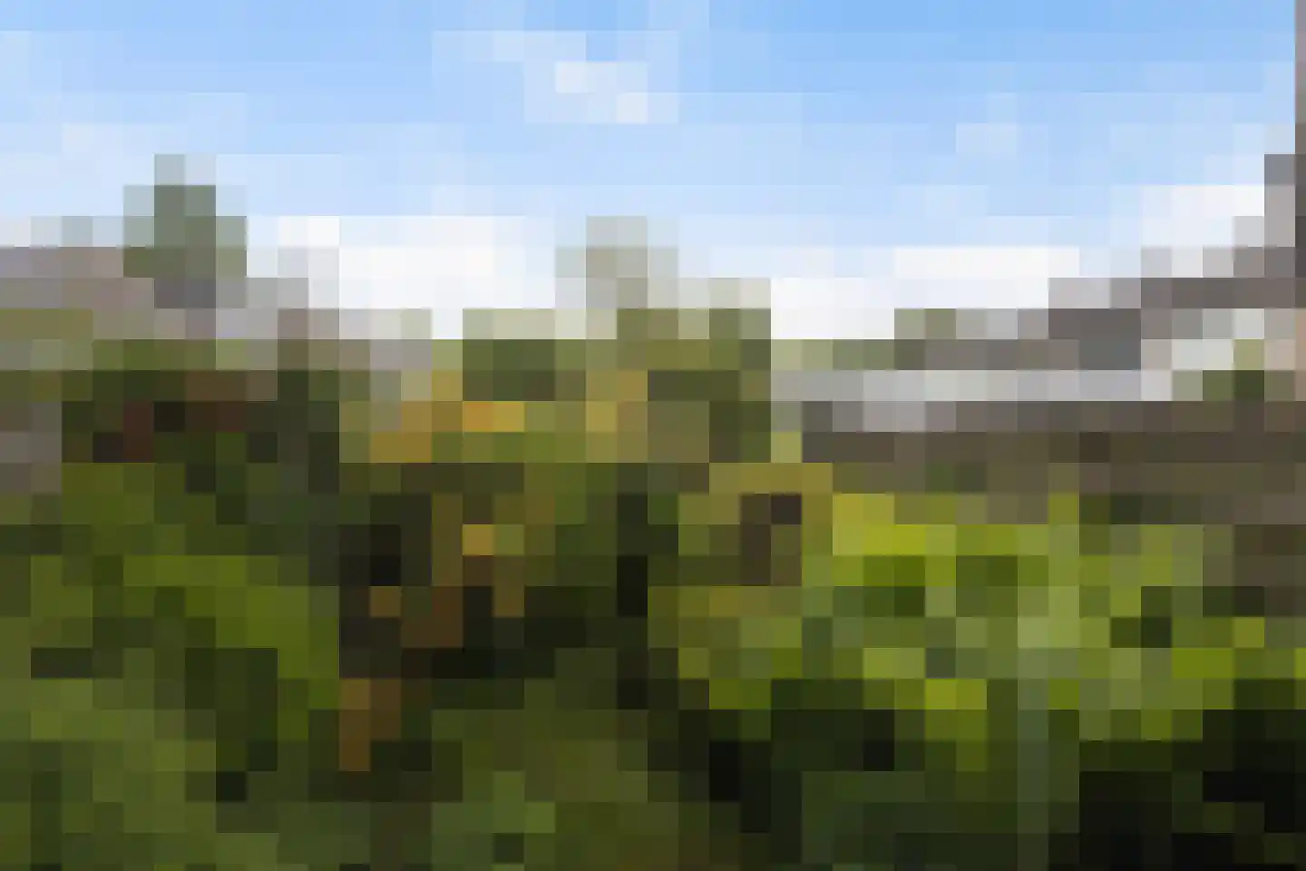 Passiebloem 14 Rotterdam thumbnail 25