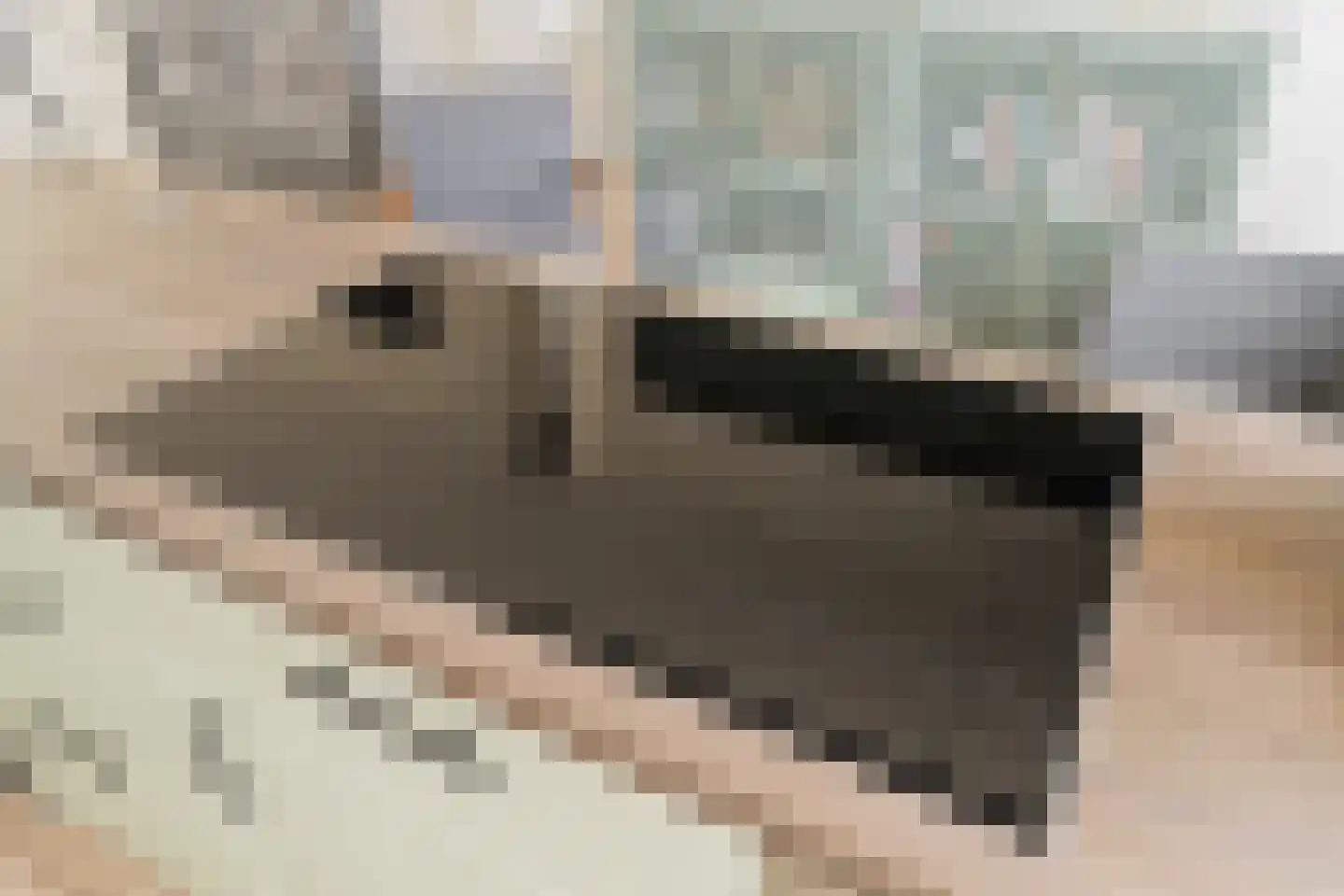 Passiebloem 28 Rotterdam thumbnail 13