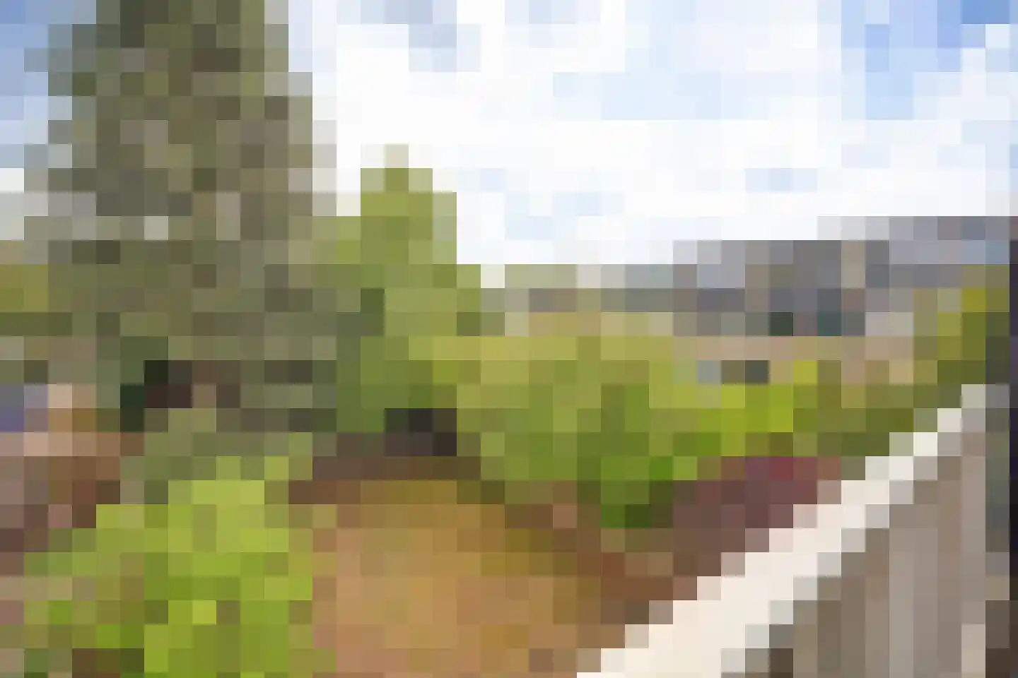 Passiebloem 40 Rotterdam thumbnail 36