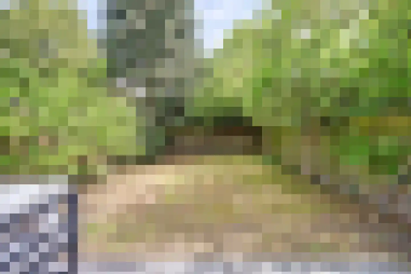 Passiebloem 40 Rotterdam thumbnail 37