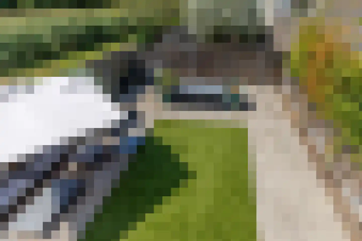 Passiebloem 43 Rotterdam thumbnail 22