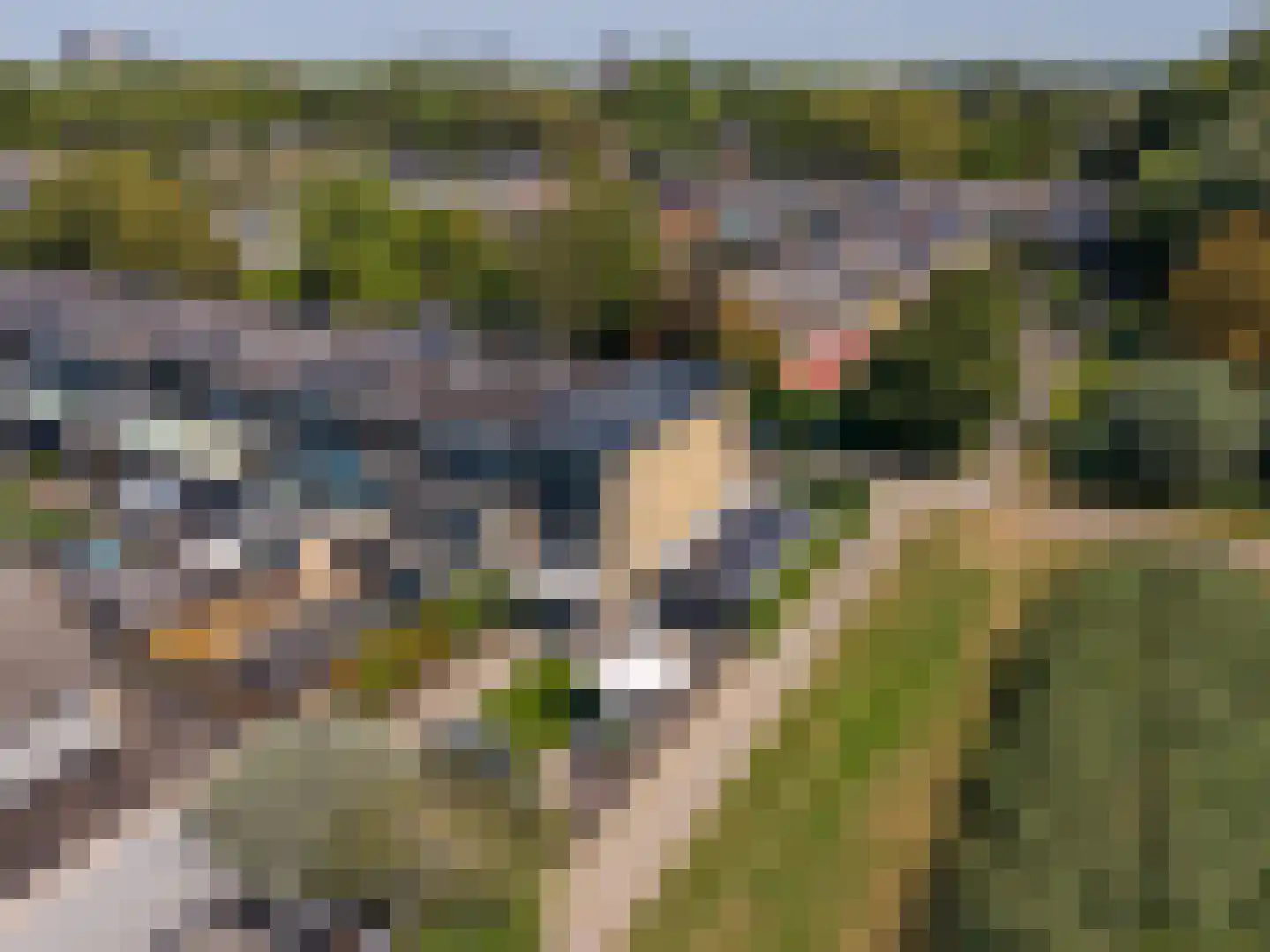 Passiebloem 43 Rotterdam thumbnail 46