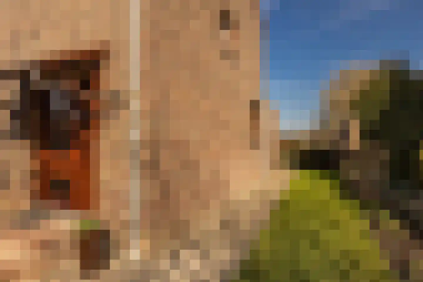 Past Daemenstraat 27 Elsloo thumbnail 8
