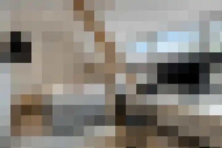 Pasteurlaan 58 Eindhoven thumbnail 28