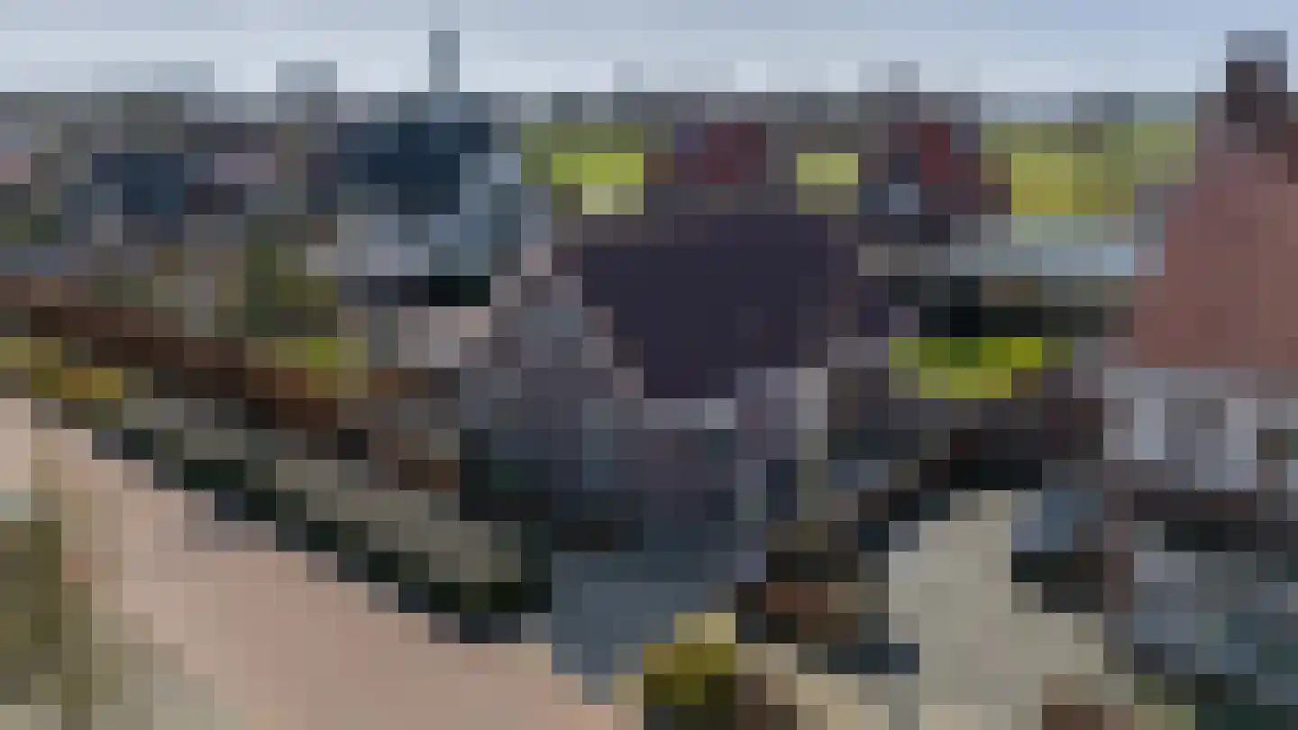Pastinaak 3 Dorst thumbnail 44