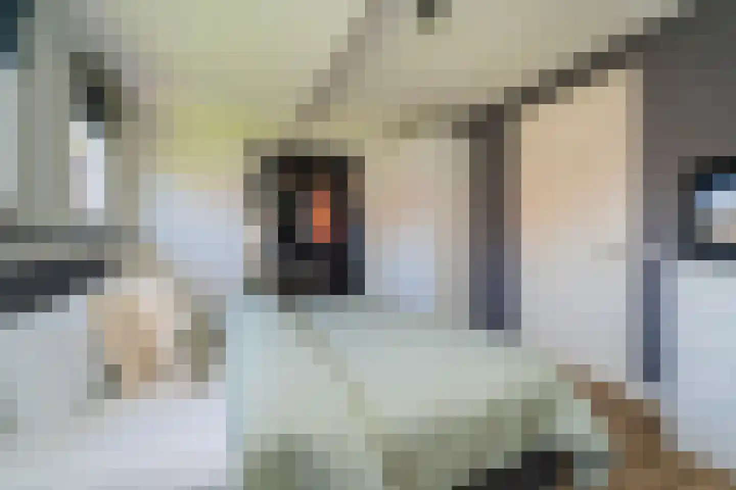 Pastinaak 4 Diessen thumbnail 24