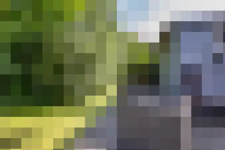 Pastoar ten Bokumstrjitte 5 Reahûs thumbnail 35