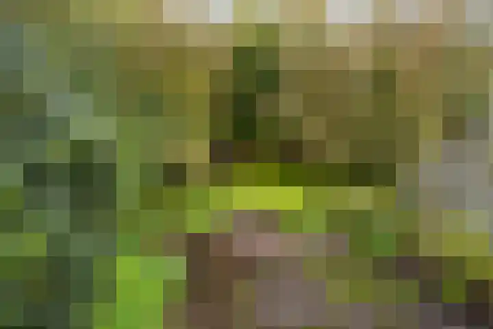 Pastoar ten Bokumstrjitte 7 Reahûs thumbnail 20