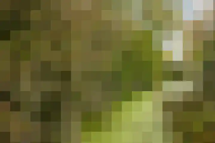 Pastoar ten Bokumstrjitte 7 Reahûs thumbnail 21