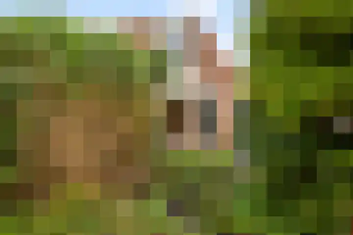 Pastoar ten Bokumstrjitte 7 Reahûs thumbnail 27