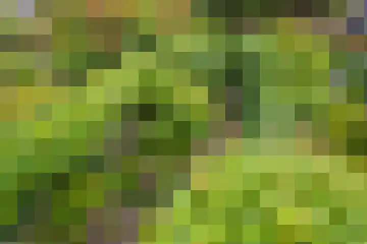 Pastoor Buyslaan 21 Wassenaar thumbnail 41
