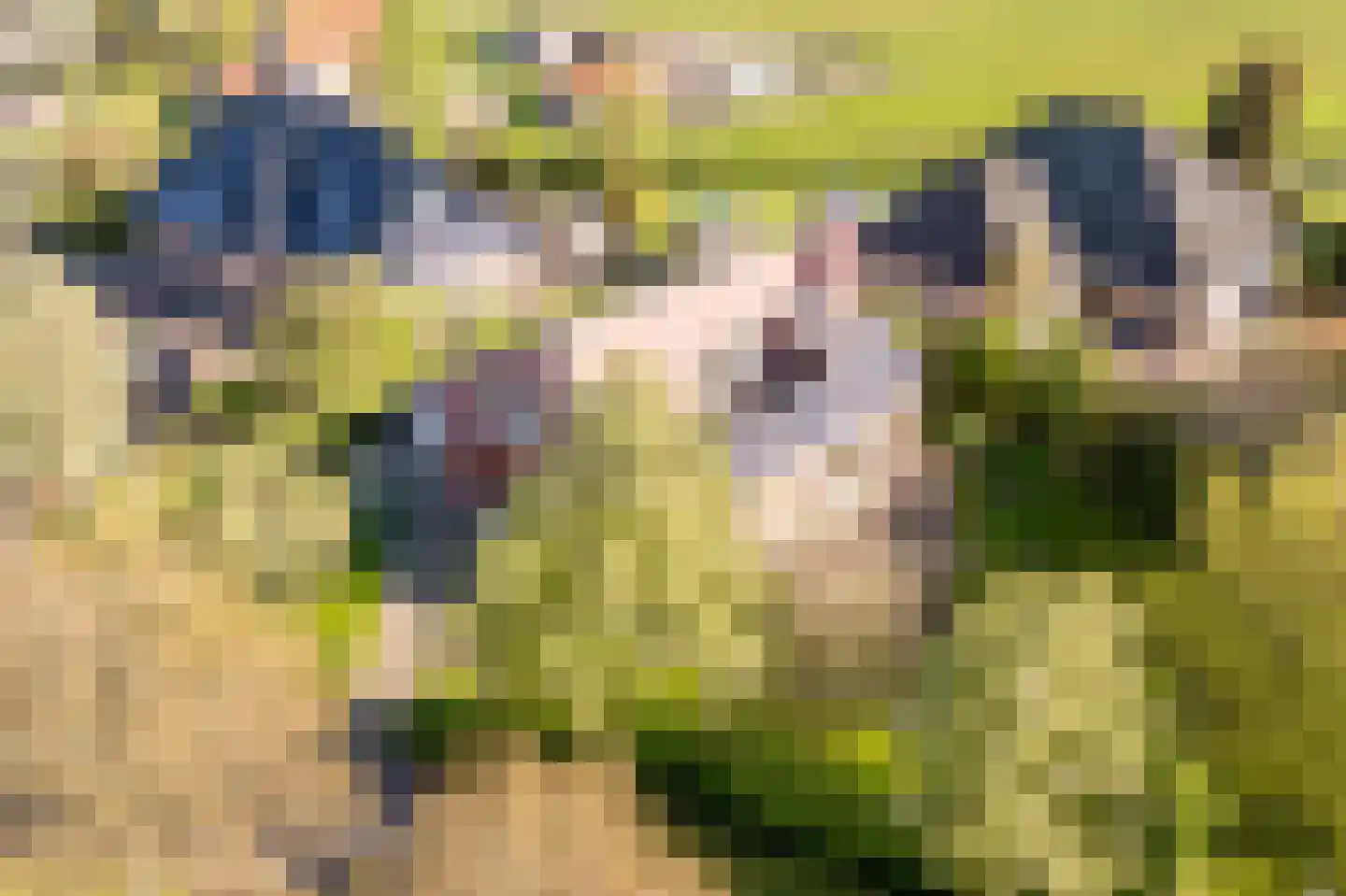 Pastoor Coendershôf 3 Bakhuizen thumbnail 32