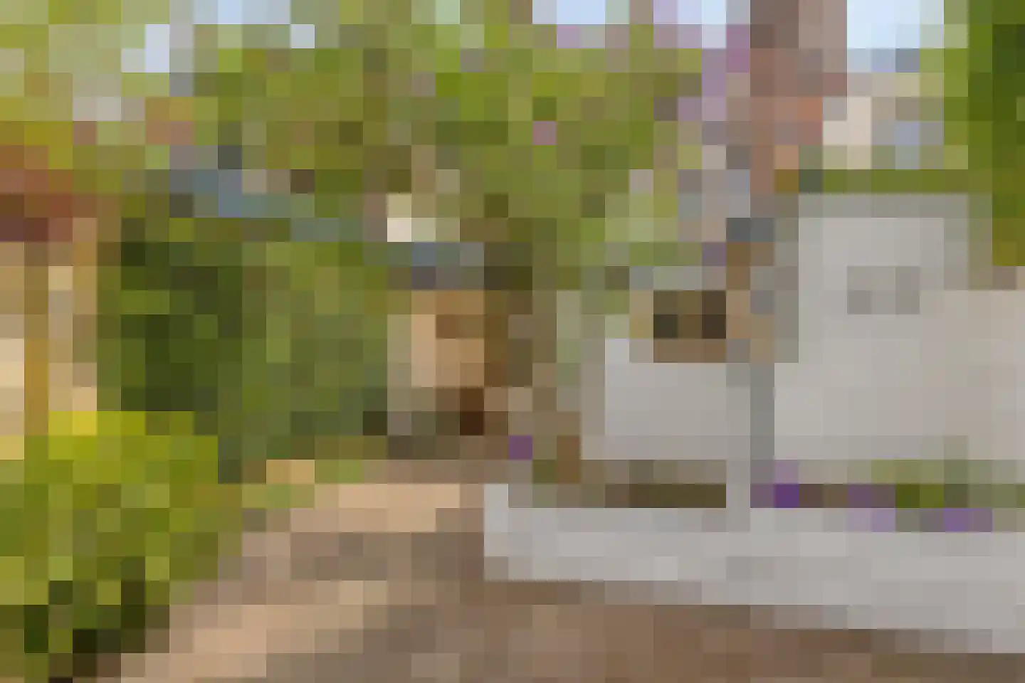 Pastoor de Winterstraat 22 Mierlo thumbnail 6