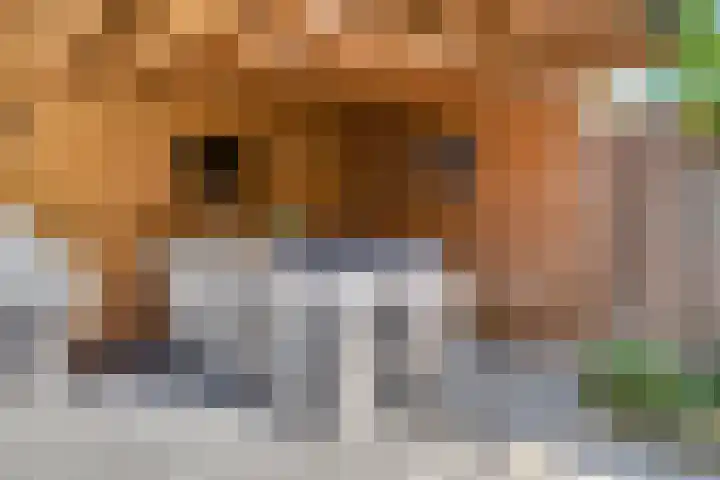 Pastoor Hoekx-singel 75 Rosmalen thumbnail 14