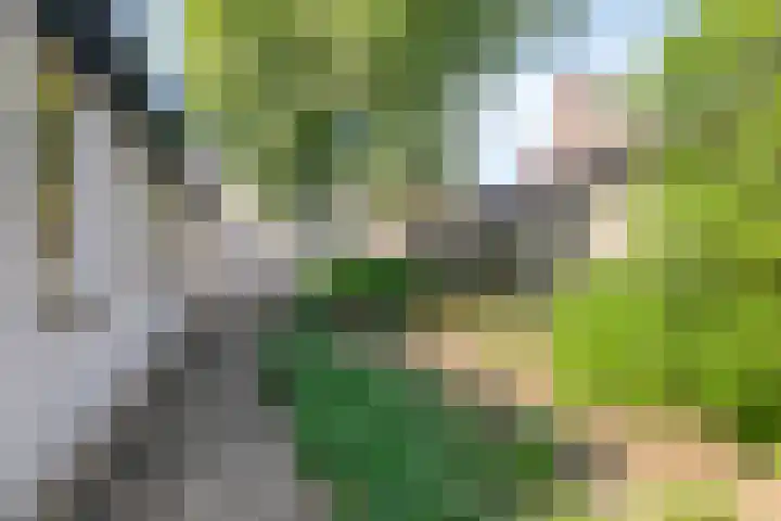 Pastoor Janssenstraat 3 Meerlo thumbnail 52