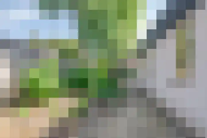 Pastoor Janssenstraat 3 Meerlo thumbnail 53