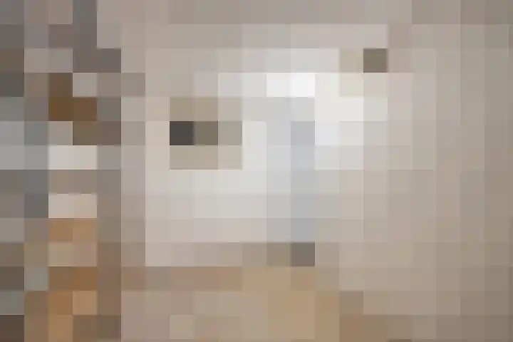 Pastoor Knippenberghstraat 24 Helden thumbnail 33