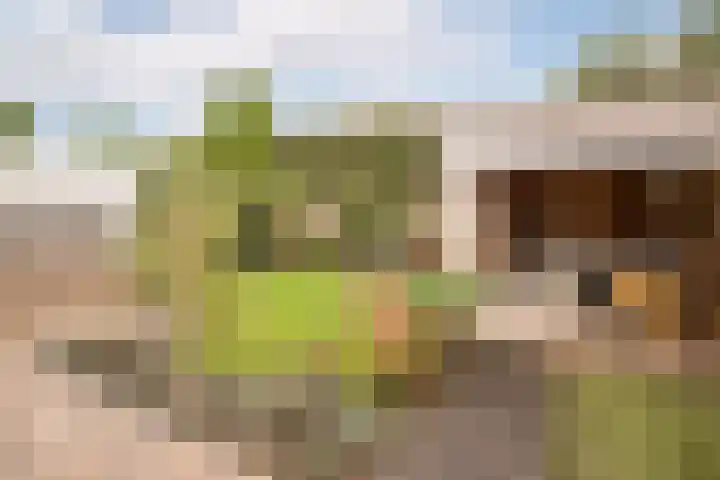 Pastoor Suidgeeststraat 6 Venhuizen thumbnail 33