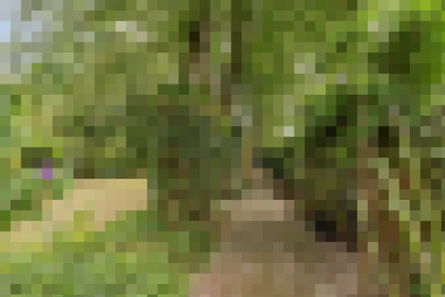Pastoor Thijssenlaan 8 a Sterksel thumbnail 54