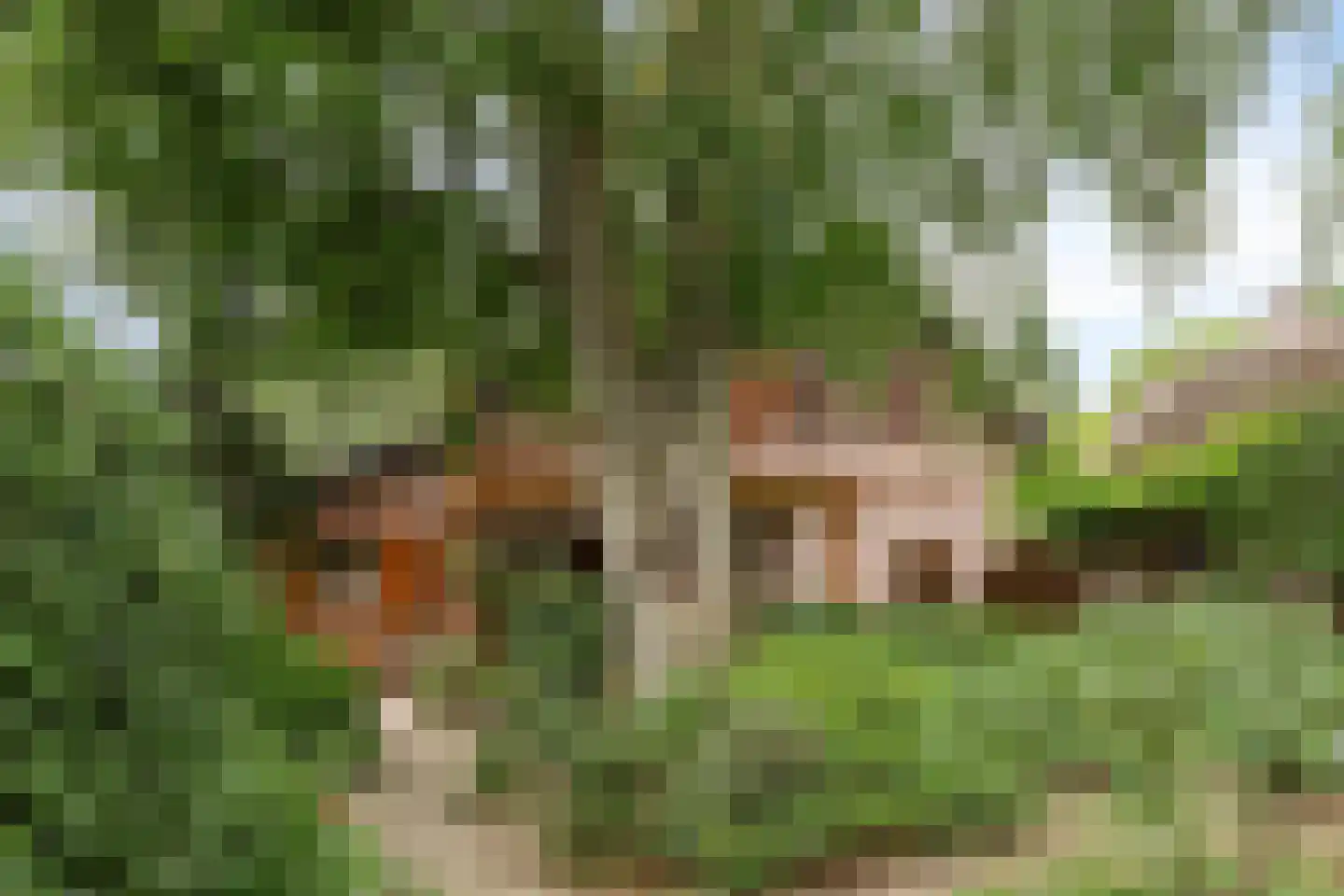 Pastoor Thijssenlaan 8 a Sterksel thumbnail 70