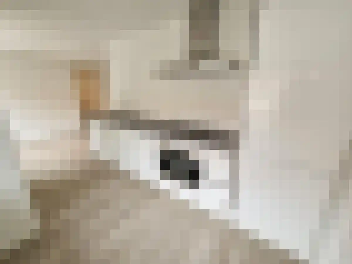 Pastoor van Arslaan Eindhoven thumbnail 6
