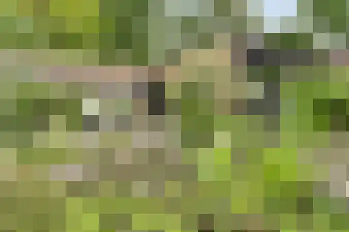 Pastoor van Ettenstraat 5 Schijf thumbnail 5