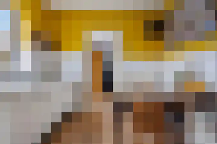 Pastoor van Houtstraat 12 Odiliapeel thumbnail 13