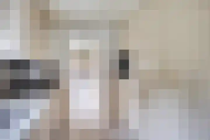 Pastoor van Houtstraat 6 Odiliapeel thumbnail 9